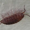 Pillbug/Woodlouse