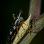 Treehopper