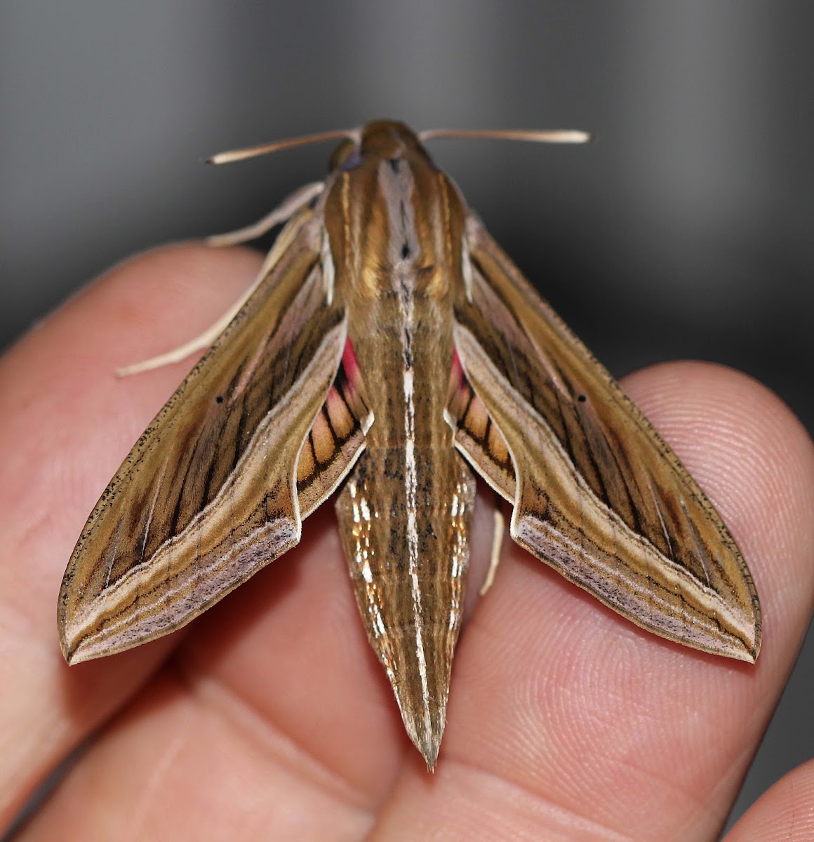 Silver-striped Hawk Moth