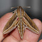 Silver-striped Hawk Moth