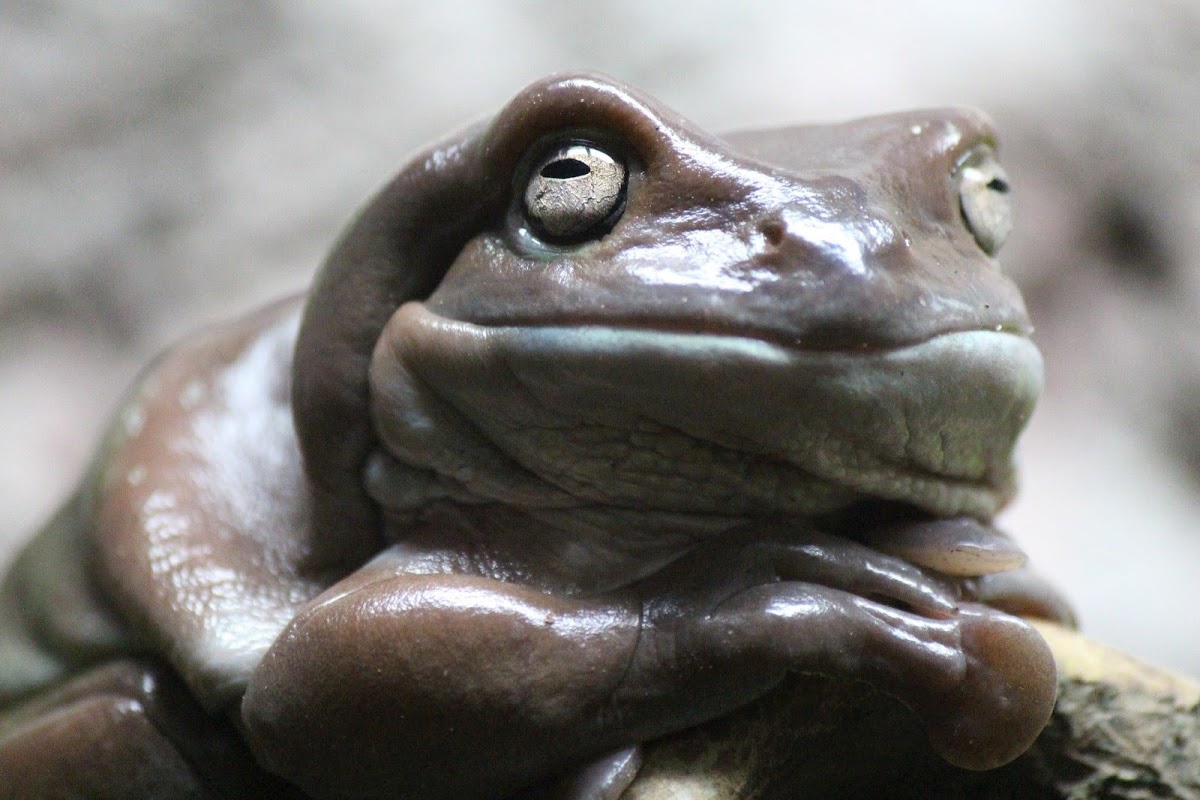 White's tree frog