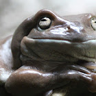 White's tree frog