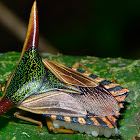 Ornate Shield Bug