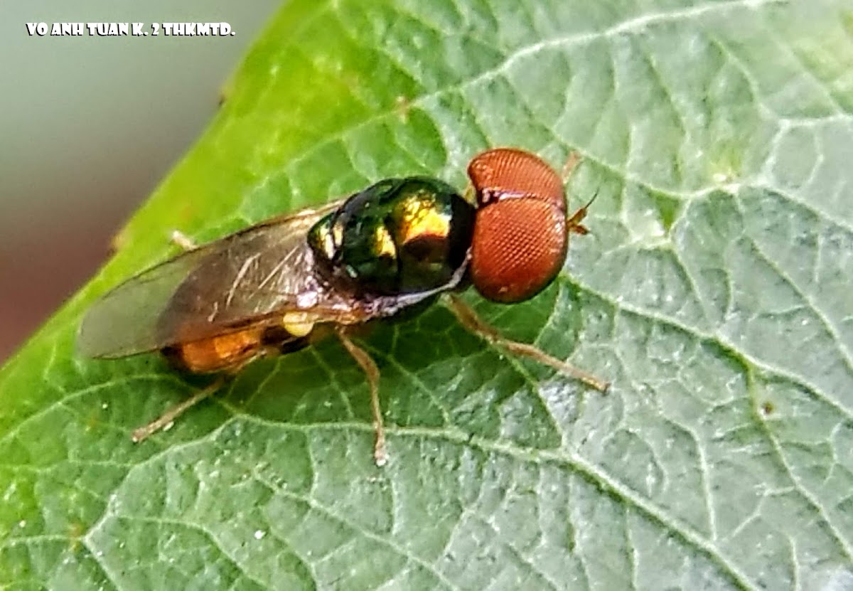 Big-eyed Soldier Fly