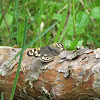 Speckled wood butterfly