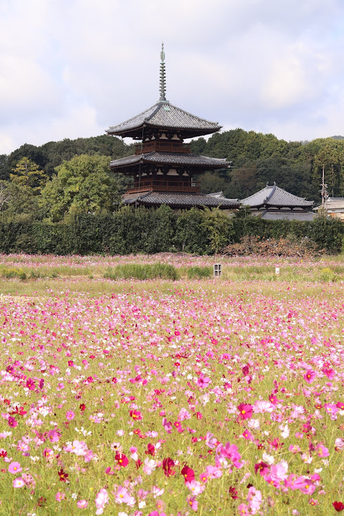 スイフトRSの法起寺・コスモス・ススキに関するカスタム事例の投稿画像10枚目