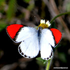 Crimson Tip or Scarlet Tip