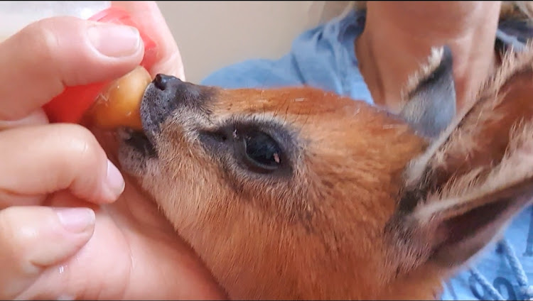 Wildlife activist Marizaan Ferreira feeds a grysbok calf with milk after it was rescued from poachers.