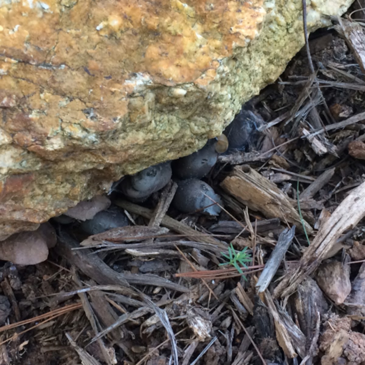 Dead Man's Fingers