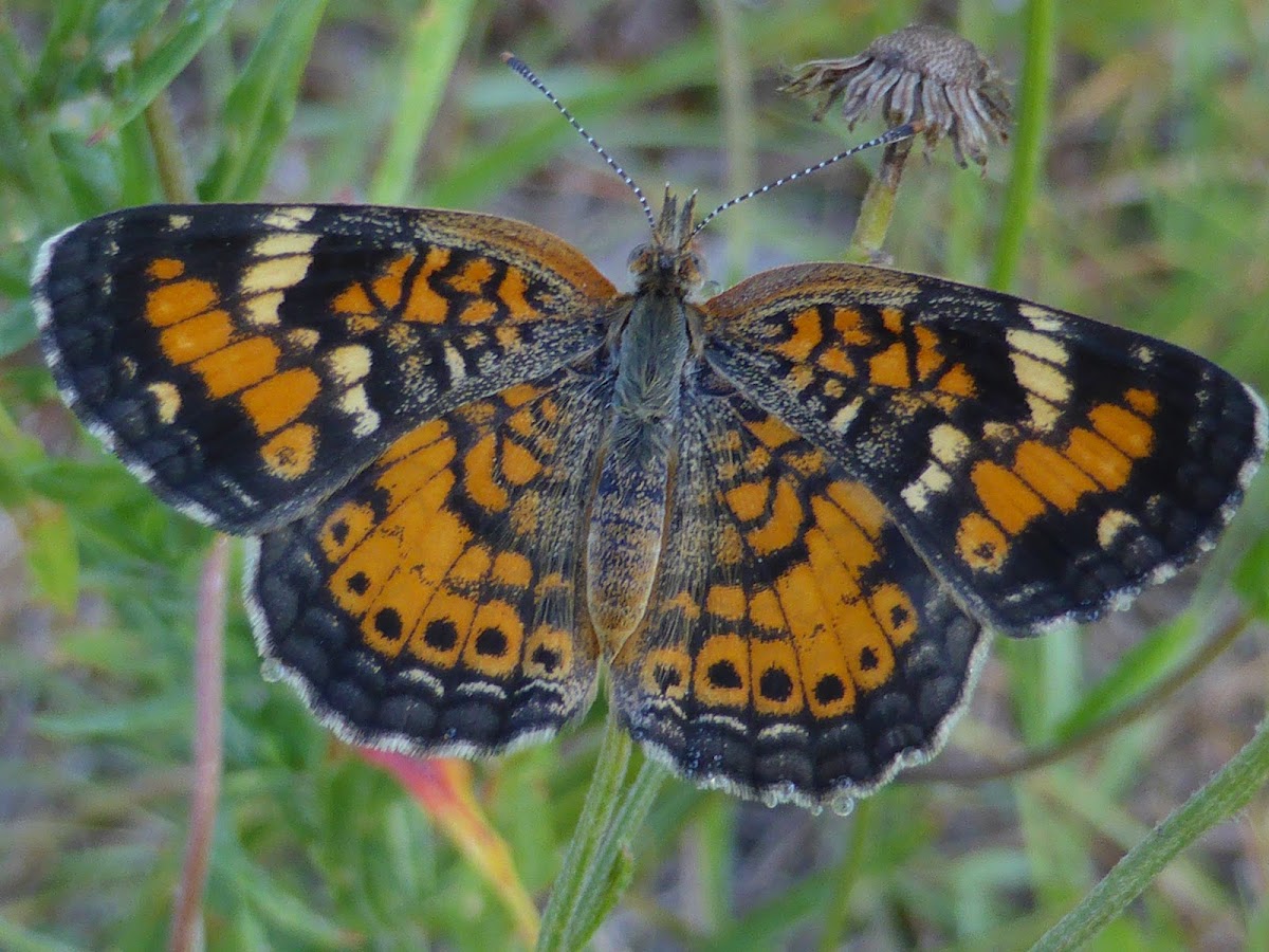 Phaon Crescent