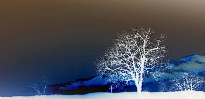 Alberi! di Carmelo Vecchio