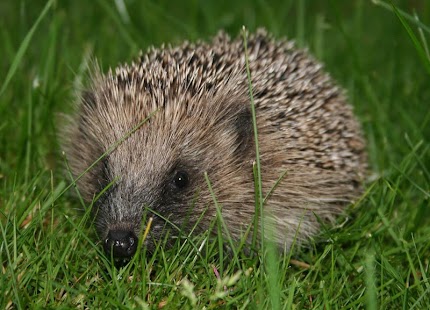 Hedgehogs Wallpapers HD FREE Screenshots 3