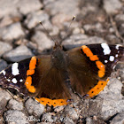 Red Admiral