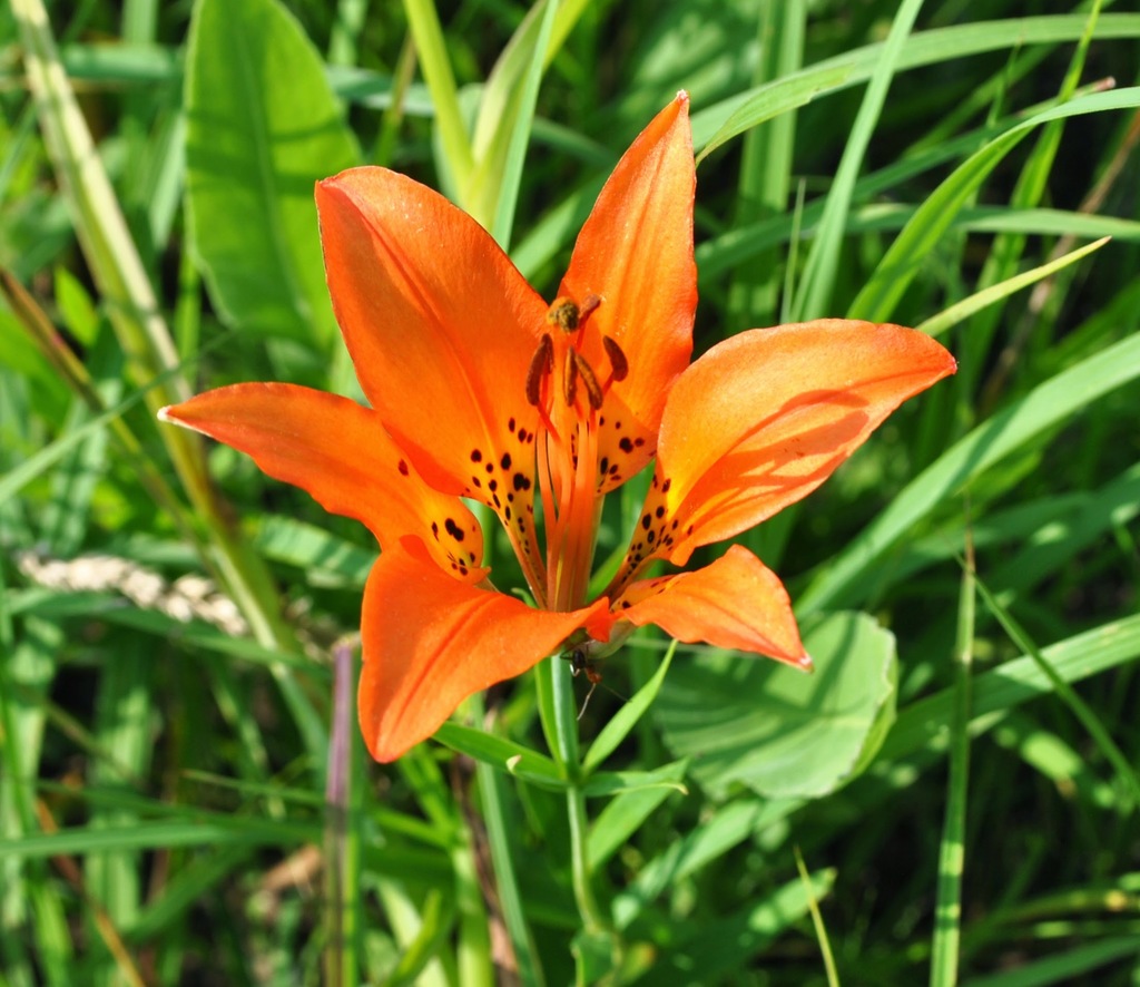 Prairie Lily