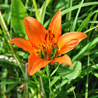 Prairie Lily