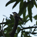 Brown Shrike