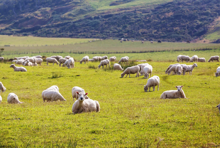 A lamb flock in New Zealand. Picture: 123RF/KAMCHATKA
