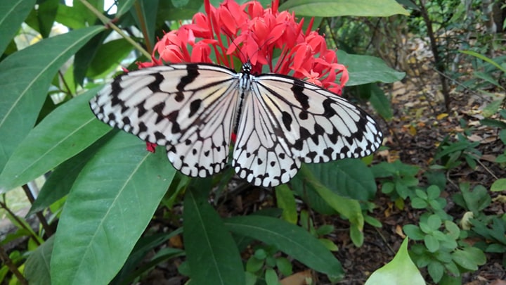 Large tree nymph