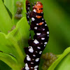 Lily moth caterpillar