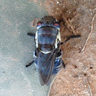 Rabbit Botfly