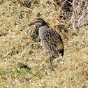 Buff-banded Rail