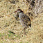 Buff-banded Rail