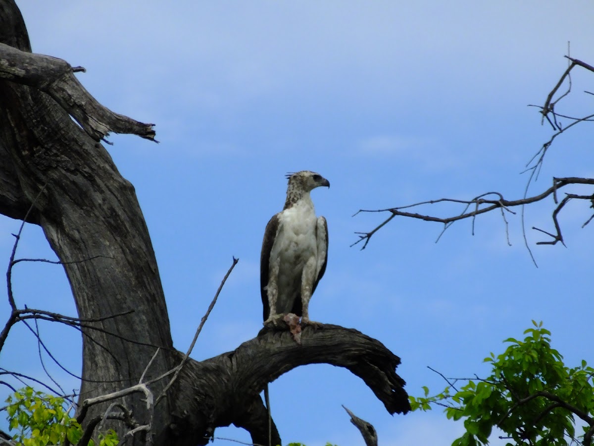 Martial eagle