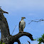 Martial eagle