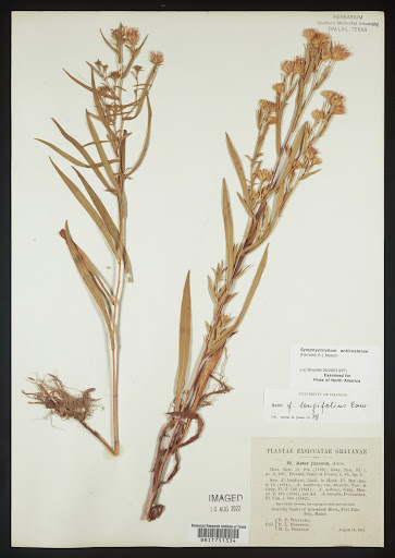 Symphyotrichum anticostense (common name Anticosti Island Aster) specimen from United States