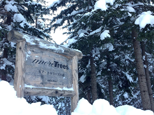 more trees forest Shimokawa Hokkaido