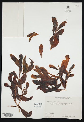Potamogeton lucens (common name Shining Pondweed) specimen from India