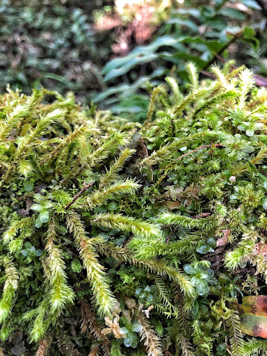 Bryophyte community in Tainhas State Park, Rio Grande do Sul, Brazil.