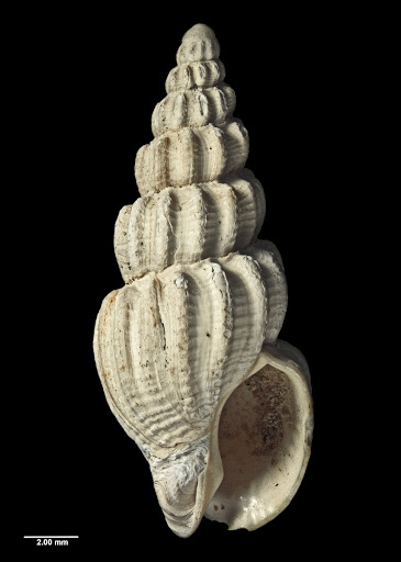 Cominella (Eucominia) hamiltoni (Hutton, 1885)