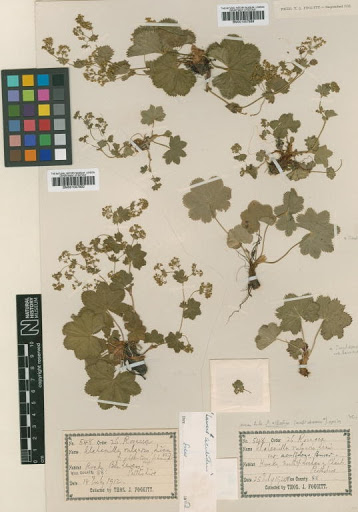 Alchemilla wichurae (Buser) Stefansson