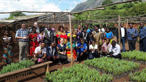 Mulanje Cedar seedlings ready for planting
