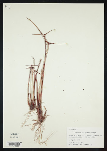 Cyperus fuligineus (common name Limestone Flatsedge) specimen from Turks and Caicos Islands