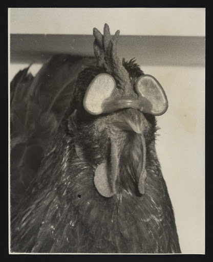 A photographic print of Industry, Agriculture, Poultry - Eggs