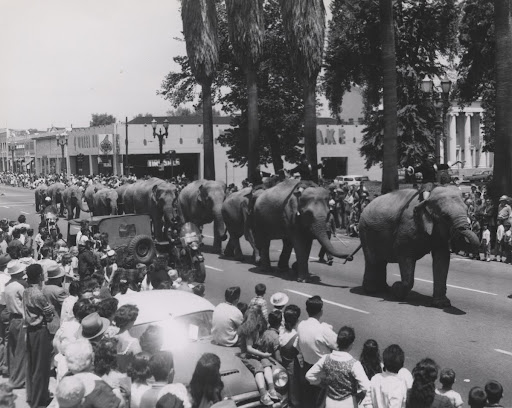 Elephants on parade, c. 1950