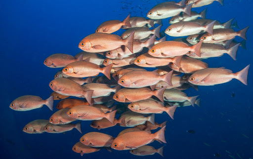 School of fish, Papua New Guinea