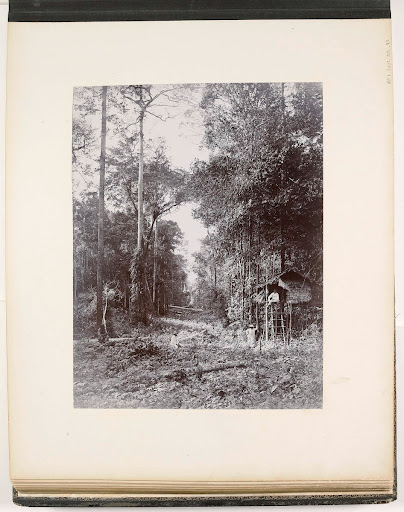 Gezicht langs een weg door het oerwoud, Sumatra (Weg aus dem Urwald)