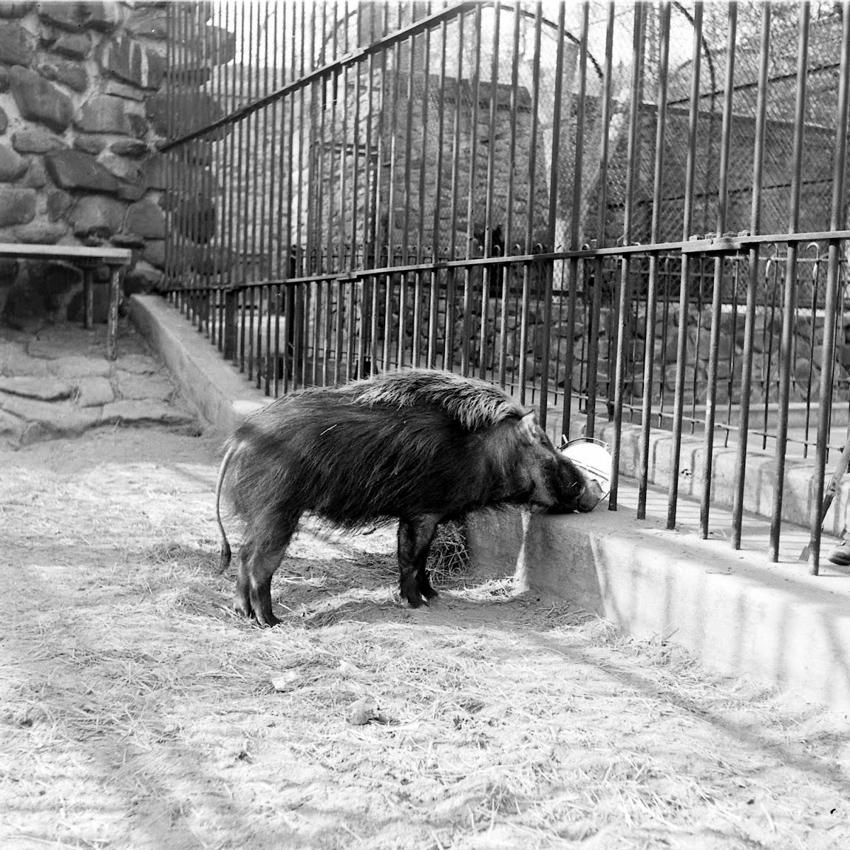 African Forest & Wart Hogs Baltimore Zoo