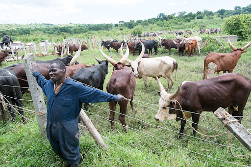 Ankole Cattle