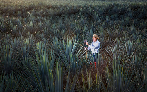 Jimador rodeado de agaves