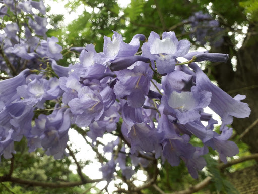 Jacaranda mimosifolia