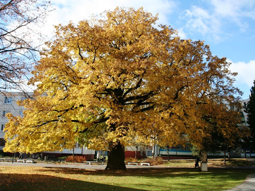 Lime Tree in Lipany