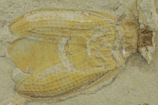 Fossil of Peanut Bettle