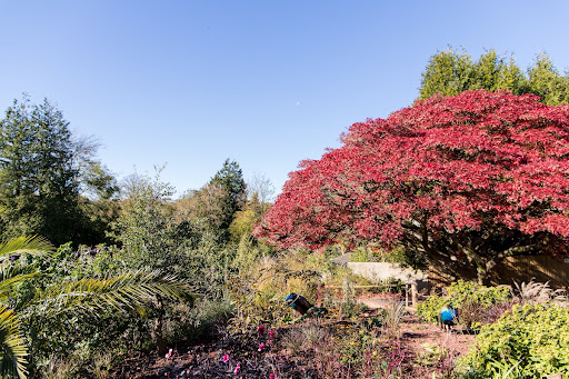 Japanese Maple at Paignton Zoo