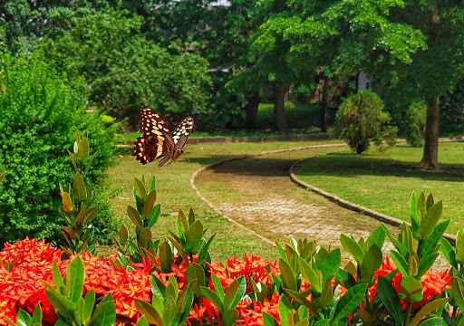 Citrus swallowtail butterfly