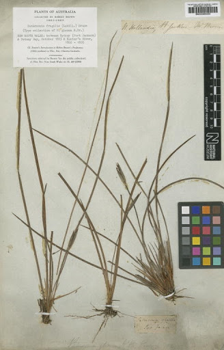 Patersonia fragilis (Labill.) Asch. & Graebn.