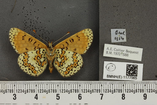 Melitaea cinxia (Linnaeus, 1758)
